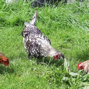 A La Ferme Questembert